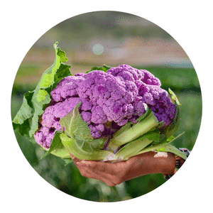 Organic fertilizer for cauliflower