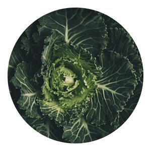 How To Grow Organic Cabbage
