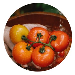 Tomato grow Winter
