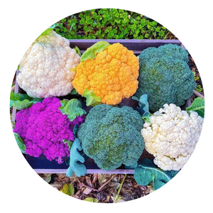 grow organic cauliflower
