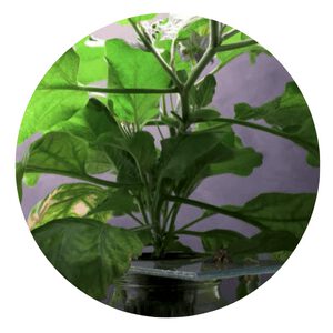 grow eggplants hydroponically