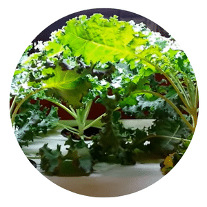 Grow Kale Hydroponically