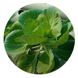 Grow Cabbage Hydroponically
