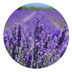 grow organic lavender