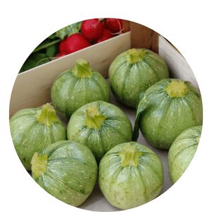 Organic Fertilizer Grow Zucchini