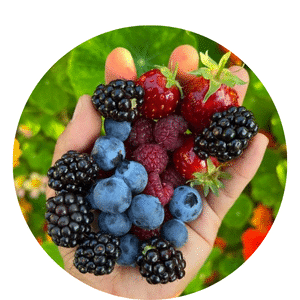 Grow Organic Blueberries