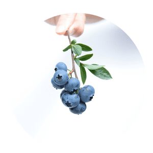 Grow Organic Blueberries