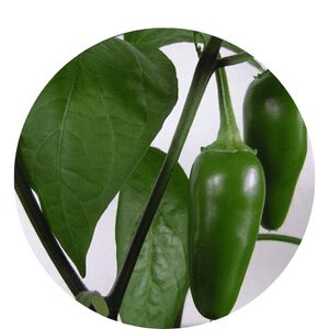 Grow Jalapeño Pepper