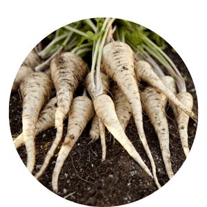 Grow Organic Parsnip