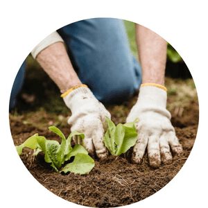 Choosing the Right Location and Preparation of the Soil