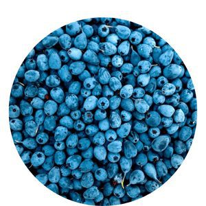 Best Organic Fertilizer for Blueberries