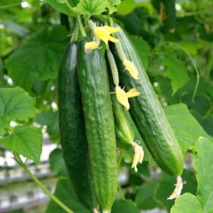 Persian Cucumber Seeds