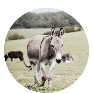Donkey manure fertilizer for sustainable vegetable cultivation