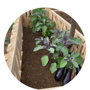 Grow Eggplant in a Raised Beds
