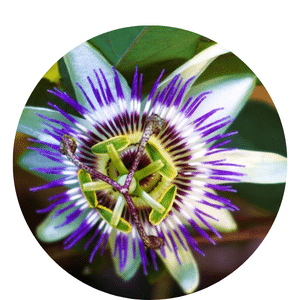 Grow Organic Passionflower