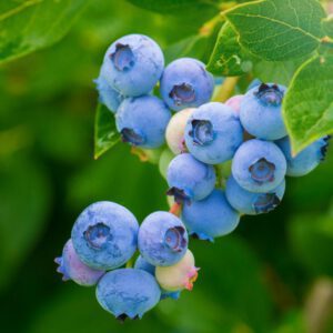 Blueberry Organic Seeds