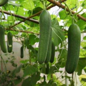 Double Yield Cucumber Seeds Heirloom Non-GMO
