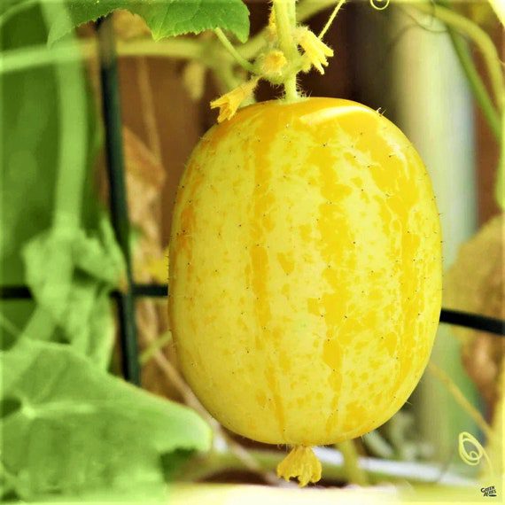 Lemon Cucumber Heirloom NON-GMO Rare Crispy Sweet