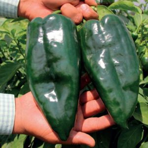 Ancho / Poblano Pepper Seeds