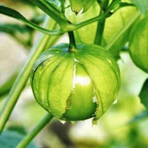 Toma Verde Tomatillo Seeds