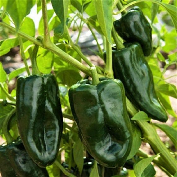 Ancho / Poblano Pepper Seeds