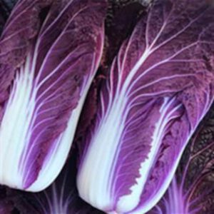 Napa Red Cabbage Seed