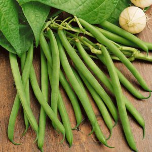 Provider Green Bean Seeds