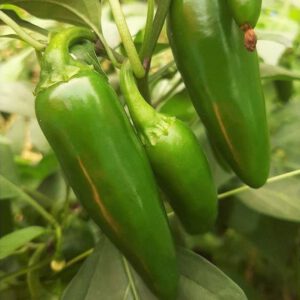 Jalapeno M Pepper Seeds