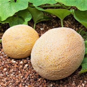 Honey Rock Cantaloupe Seeds