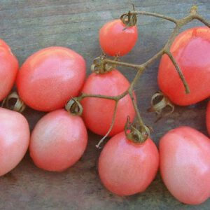 Pearly Pink Cherry Tomato Seeds