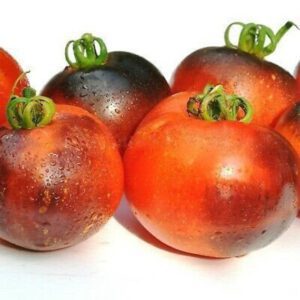 Cosmos Tomato Seeds
