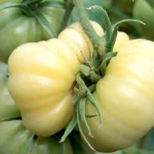 White Wonder Beefsteak Tomato Seeds