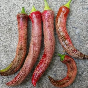 Rhizah Macedonia Pepper Seeds Heirloom Non Gmo