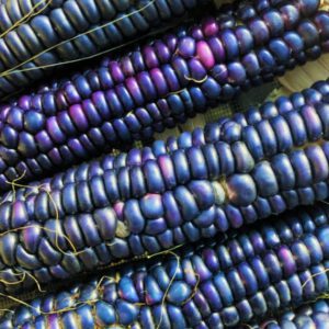 Rio Grande Blue Ornamental Corn Seeds