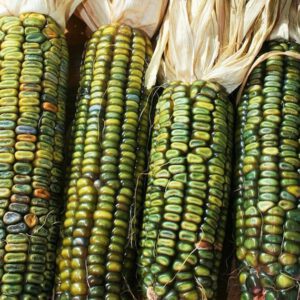 Oaxacan Green Dent Ornamental Corn Seeds