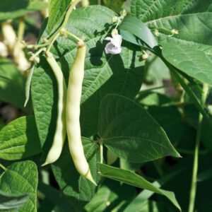 Pinto Beans Organic Seeds