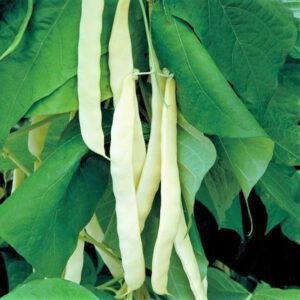 Bai Bu Lao Romano Pole Bean Seeds