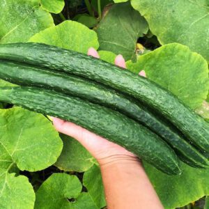 Burpless Cucumber Heirloom Vegetable Seeds