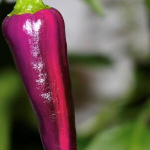 Purple Tiger Hot Pepper Seeds