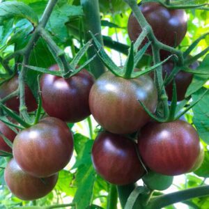 Tomato Black Cherry Organic Seeds