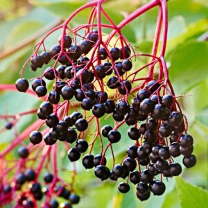 Elderberry Organic Seeds