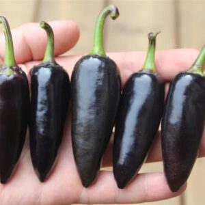 Black Jalapeno Seeds