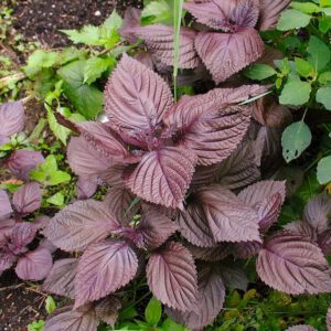 Purple Shiso Herb Organic Seeds