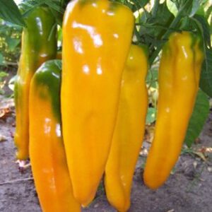 Marconi Golden Peppers Seeds