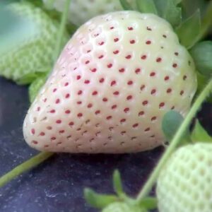 White Strawberry Organic Seeds