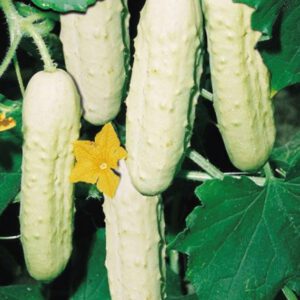 Bianco Lungo Italian Cucumber Seeds