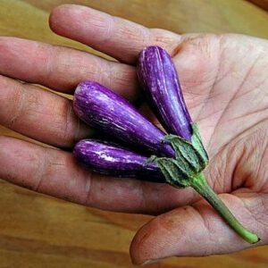 Mini Eggplant Little Fingers seeds