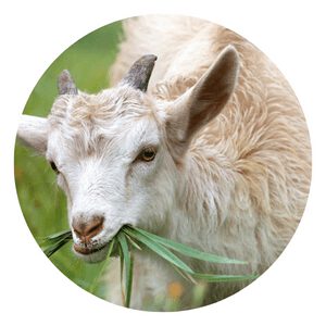 Maximizing Vegetable Garden's Goat Manure Organic Fertilizer