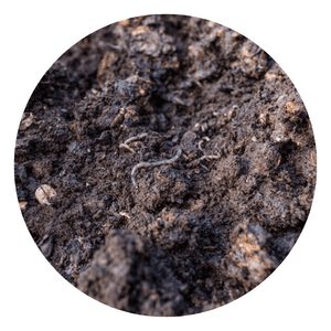Vegetable Growth With Worm Casting Soil Amendment