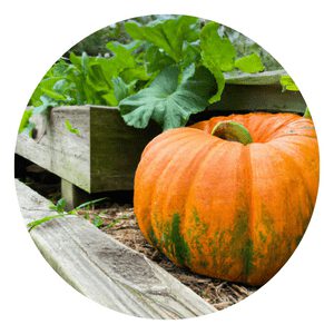 Grow Organic Pumpkin in a Raised Beds